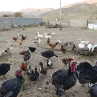 غاز نروماده|حیوانات مزرعه|بجنورد, |دیوار