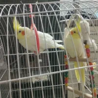 عروس هلندی