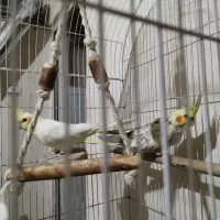 عروس هلندی|پرنده|وحیدیه, |دیوار