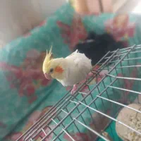 عروس هلندی معاوضه با گرینچیک