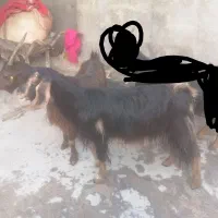 بز 3تا برای فروش