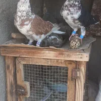 ساده افشون پرخال