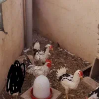 خروس دو رگه کوشین و خروس گلین