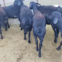 بره ماده قره قزل