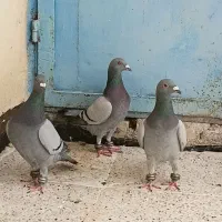 کبوتر جوجه ۵تا نر
