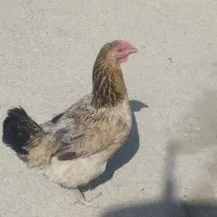 مرغ و خروس