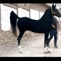 کره مادیان مشکی واکسی|اسب و تجهیزات اسبسواری|شیراز, معالیآباد|دیوار