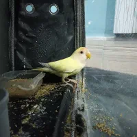 طوطی برزیلی