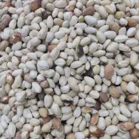 پسته پوک رو ابی خ