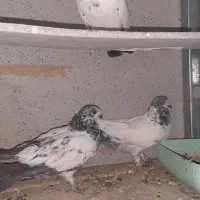 کله دم سبز|پرنده|رومشکان, |دیوار