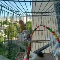 پرنده|پرنده|همدان, |دیوار