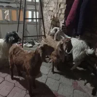 ۴عدد بزغاله