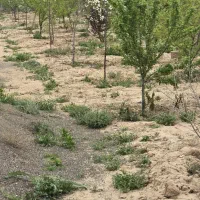 فروش قطعات 500متری داخل مجتمع با آب وبرق