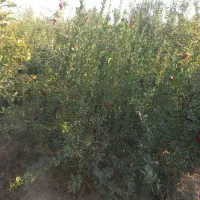 نهال انارساوه،۲ساله