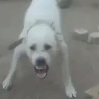 واگذاری سگ درشت سراب آلابای افغانی نگهبانی|سگ|تهران, جوادیه|دیوار