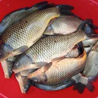 ماهی کپور صید روز
