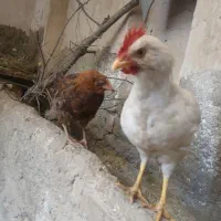 مرغ جوان
