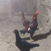 مرغ و خروس لاری