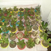 گل‌هایی بندانگشتی