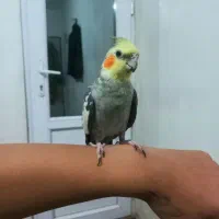 عروس هلندی نر گلباقالی