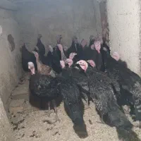 بوقلمون چهار ماهه