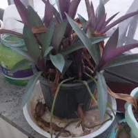 گل با گلدان|گل و گیاه طبیعی|محمدیه-قزوین, |دیوار