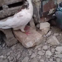 کفتر فروشی دونه ۱۰۰|پرنده|زهک, |دیوار