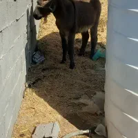 الاغ|حیوانات مزرعه|شیراز, داریون|دیوار