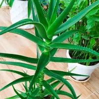 گل شاخ بزی|گل و گیاه طبیعی|کرمانشاه, |دیوار