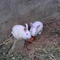 خرگوش های سفید چشم قرمز