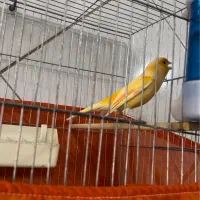 قناری نر شلاقی