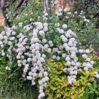 باغبانی|خدمات باغبانی و درختکاری|خمام, |دیوار