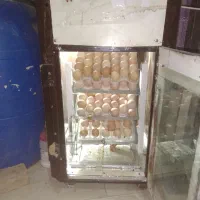 دستگاه جوجه کشی اتومات