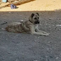 حیوان سورابی