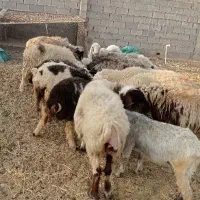 میش زاییده و ابستن