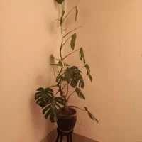 گلدان طبیعی|گل و گیاه طبیعی|مشهد, چهارچشمه|دیوار