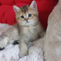 گربه بریتیش|گربه|تهران, پاسداران|دیوار