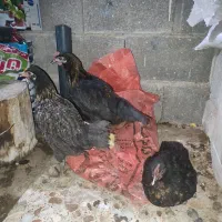 سه تا خروس و دوتا مرغ جوجه سال معاوضه هم دارم