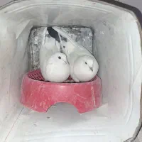 کبوتر