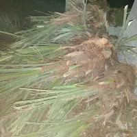 فروش پاجوش نخل