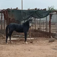 مادیون جوان|حیوانات مزرعه|اندیمشک, |دیوار