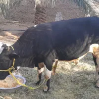 یک عددگاونربرافروش|حیوانات مزرعه|فهرج, |دیوار