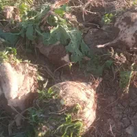 چقندر قند|خوردنی و آشامیدنی|بشاریات, |دیوار