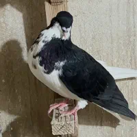 کبوتر چپ پرشی|پرنده|کازرون, |دیوار