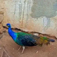 طاووس نر مصری|حیوانات مزرعه|جهرم, |دیوار