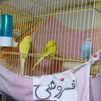 پرنده|پرنده|مینودشت, |دیوار