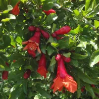 دوره آموزش تخصصی گیاهان دارویی با مدرک معتبر-عطاری