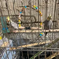 سه جفت عروس هلندی کارداده  سه تا رام|پرنده|بوکان, |دیوار