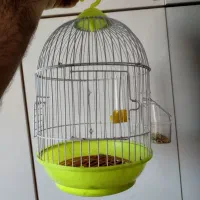 عروس هلندی|پرنده|رشت, باهنر|دیوار