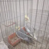 عروس هلندی وکوتوله